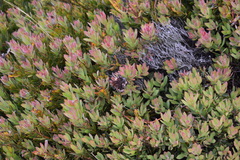 (c) Justin Ponder, some rights reserved (CC BY) Protea venusta, photograph (c) Justin Ponder, some rights reserved (CC BY)