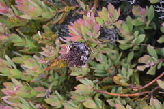 (c) Justin Ponder, some rights reserved (CC BY) Protea venusta, photograph (c) Justin Ponder, some rights reserved (CC BY)