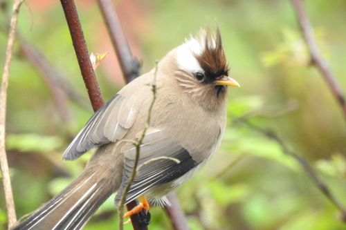 How to identify Yuhina diademata J.Verreaux, 1869