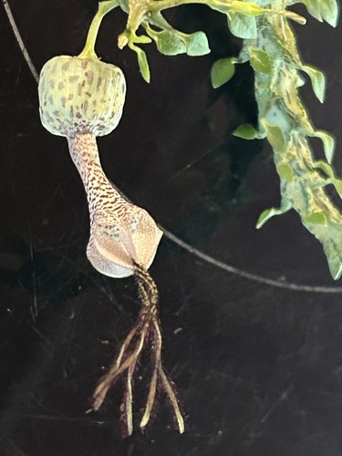 Ceropegia simoneae Rauh