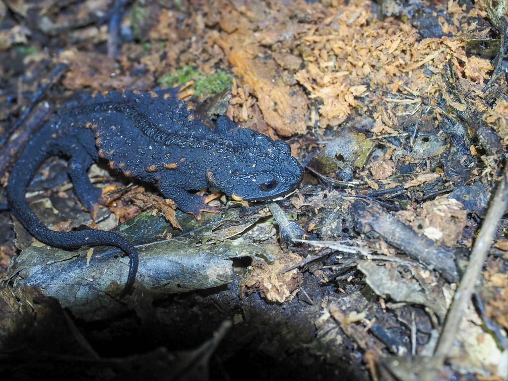 Raffaelli's Spiny Crocodile Newt