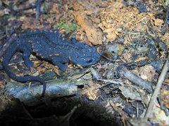 Raffaelli's Spiny Crocodile Newt photo 1