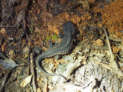 Raffaelli's Spiny Crocodile Newt photo 4