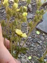 Drymocallis pseudorupestris