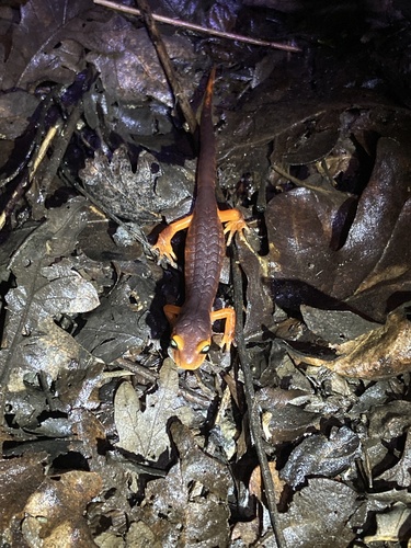 iNaturalist observation photo of Ensatina