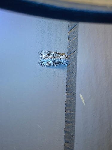 iNaturalist observation photo of Egira