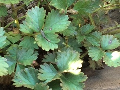 Drymocallis pseudorupestris