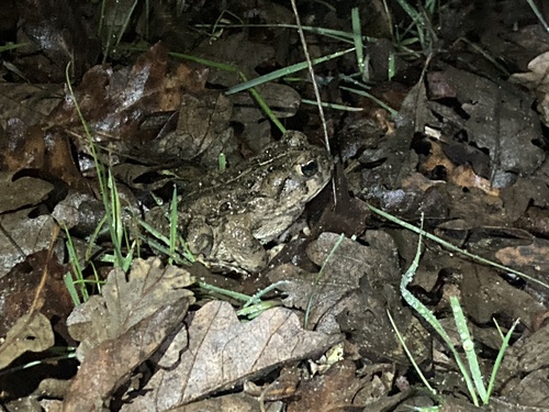 iNaturalist observation photo of Western Toad