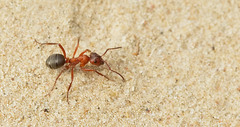 Formica sanguinea