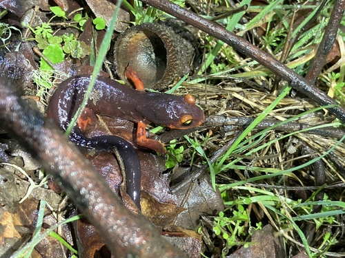 iNaturalist observation photo of Ensatina