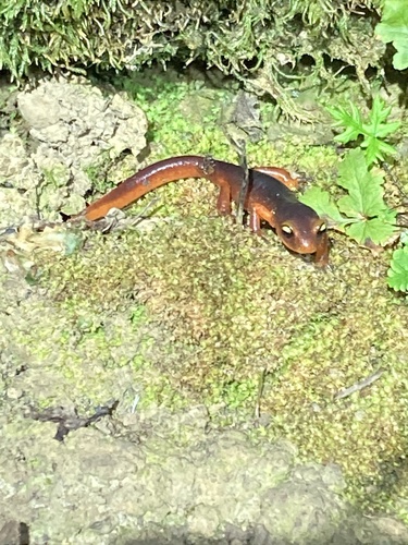 iNaturalist observation photo of Ensatina