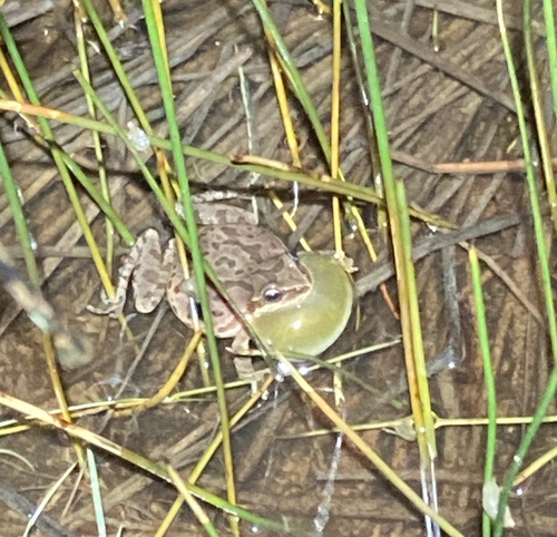 iNaturalist observation photo of Pacific chorus frog