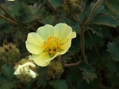 Drymocallis pseudorupestris