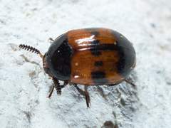 Diaperis nigronotata