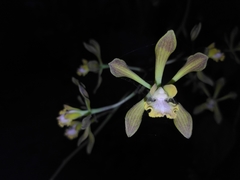 Encyclia parviflora