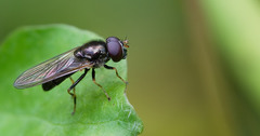 Cheilosia pagana
