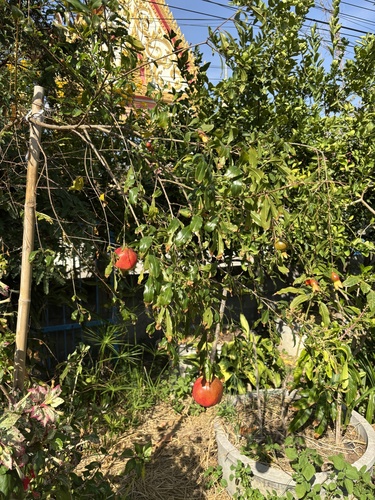 pomegranate