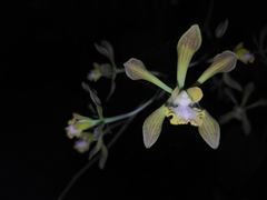 Encyclia parviflora