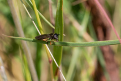 Pyrophaena granditarsis