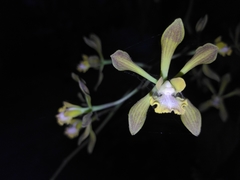 Encyclia parviflora