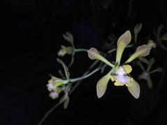 Encyclia parviflora