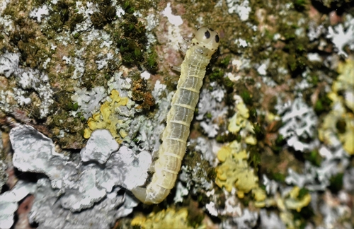 Boudinotiana notha