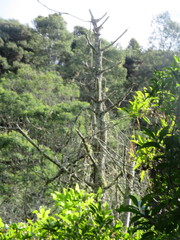 Phyllocladus trichomanoides