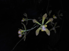 Encyclia parviflora