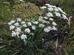 Heracleum grandiflorum