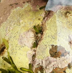 Aulactinia verrucosa