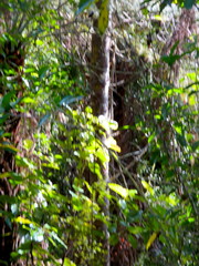 Phyllocladus trichomanoides