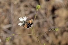 Heliothodes diminutiva