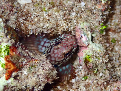 Imitator blenny (Cirripectes imitator) — Blenniidae — 2