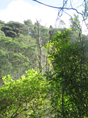 Phyllocladus trichomanoides