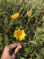 Helianthus occidentalis