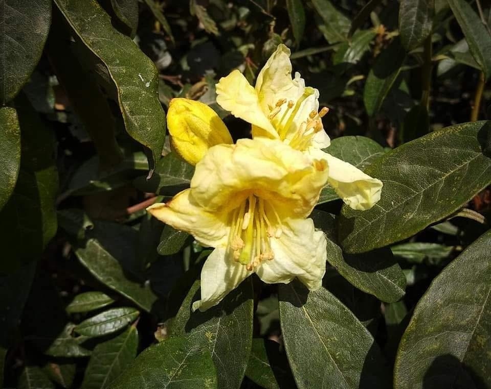 Rhododendron burmanicum