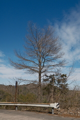 王天, CC BY, iNaturalist via GBIF Pseudolarix amabilis, photograph 王天, CC BY, iNaturalist via GBIF