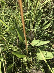 Helianthus occidentalis