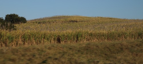 sugarcane (Saccharum officinarum)