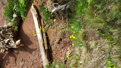 Pilosella caespitosa