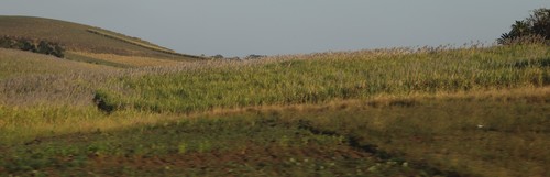 Image of Saccharum officinarum by (c) Tony Rebelo, some rights reserved (CC BY-SA)