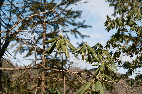 Rhododendron fortunei, photograph 3
