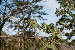 Rhododendron fortunei, photograph 王天, CC BY, iNaturalist via GBIF