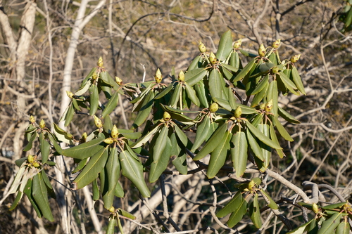 Rhododendron fortunei, photograph 4