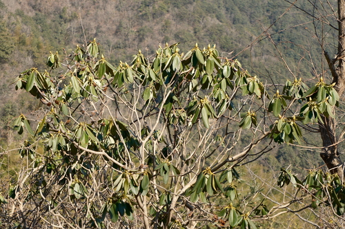 Rhododendron fortunei, photograph 5