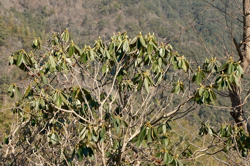 Rhododendron fortunei, photograph 6