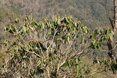 Rhododendron fortunei, photograph 王天, CC BY, iNaturalist via GBIF