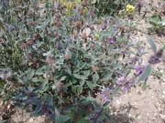 Marrubium leonuroides