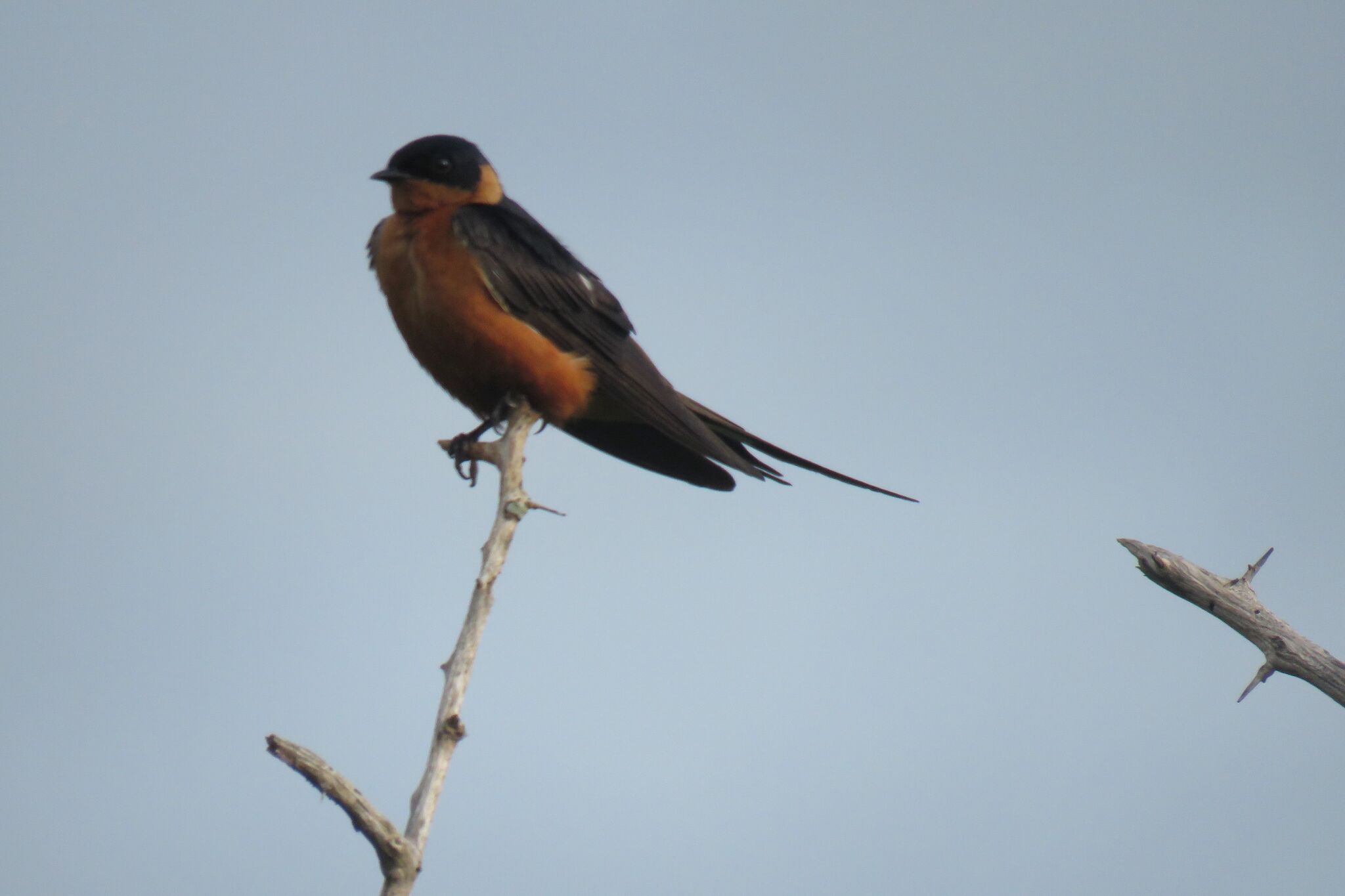 Red-breasted Swallow (Cecropis semirufa), photo 4