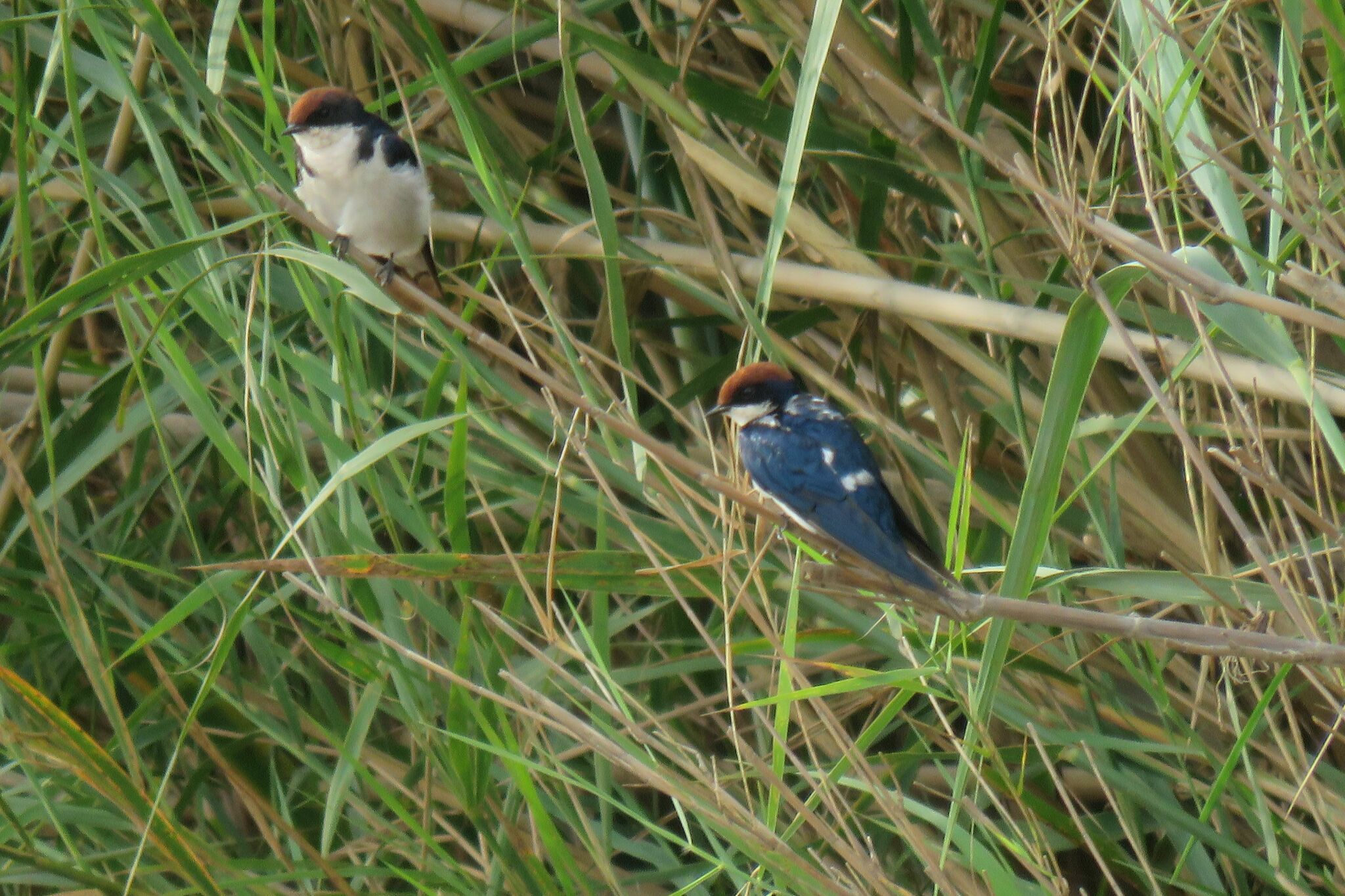 Wire-tailed Swallow